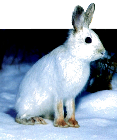 Le lièvre
